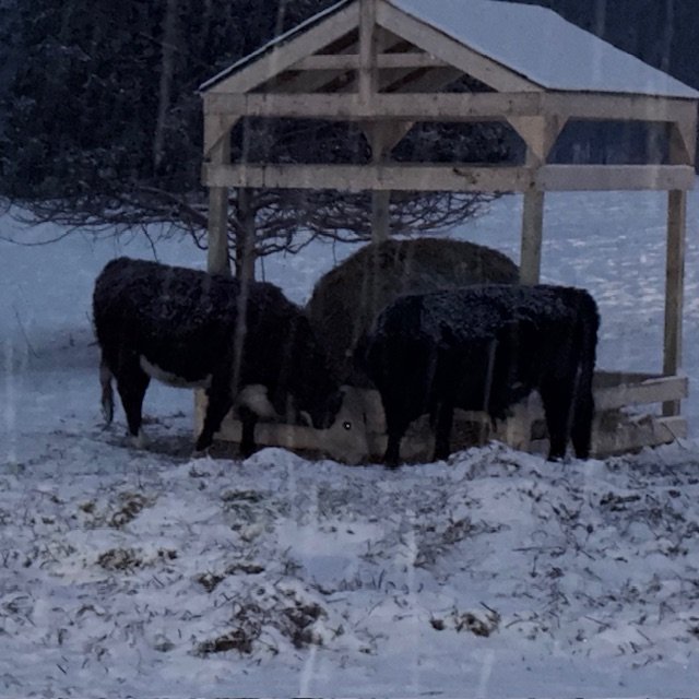 Winter on the farm has a way of humbling you — especially when Mother Nature throws a curveball.