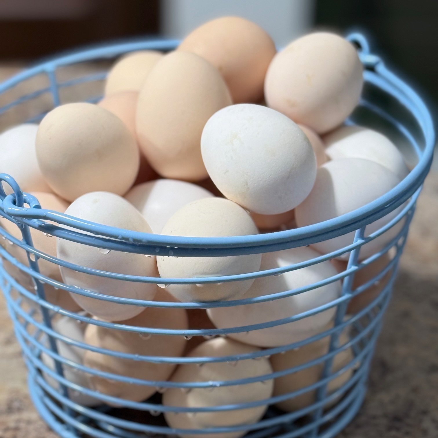 A Simple Solution: Our New DIY Air-Bubble Egg Washer 🥚💨